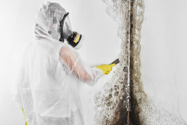 Best Toxic Mold Removal  in Florissant, MO
