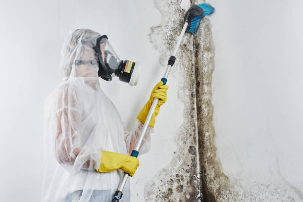 Best Mold Remediation  in Florissant, MO