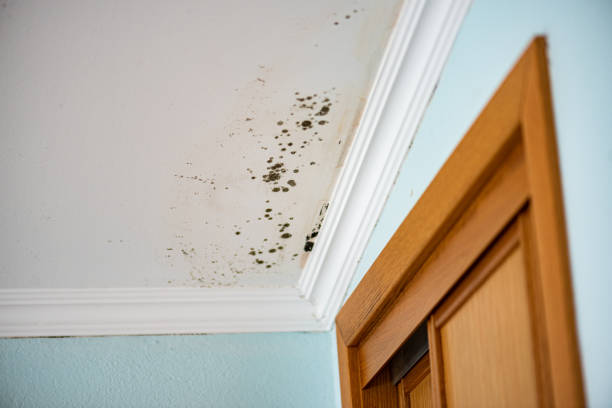 Best Fast Mold Removal  in Florissant, MO