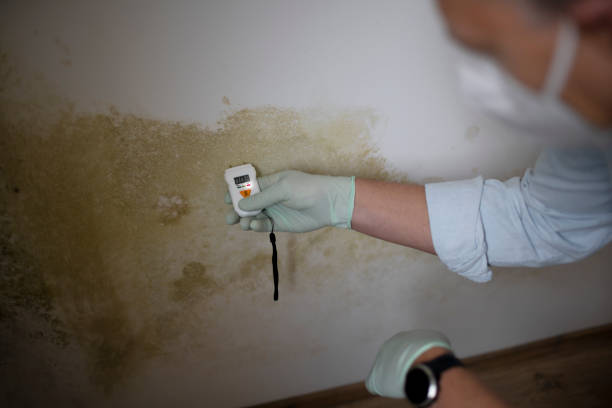 Best Mold Remediation  in Florissant, MO
