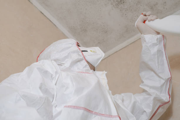 Best Local Mold Removal Service  in Florissant, MO