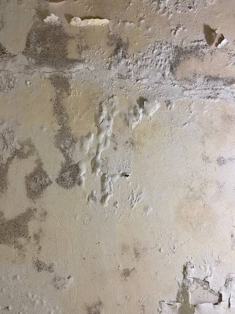 Best Crawl Space Mold Removal  in Florissant, MO