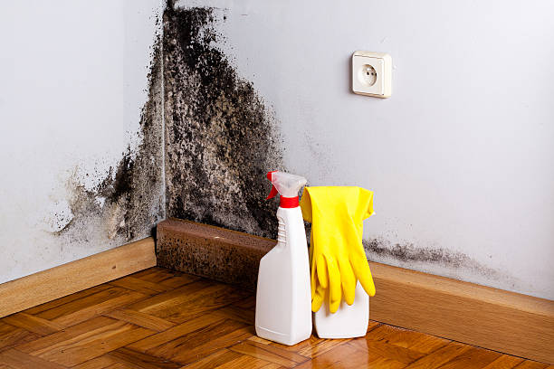 Best Commercial Mold Removal  in Florissant, MO