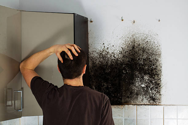 Best Mold Testing  in Florissant, MO