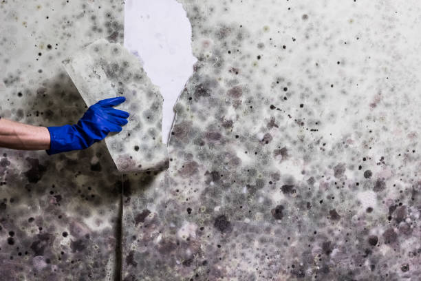 Trusted Florissant, MO Mold Removal Experts