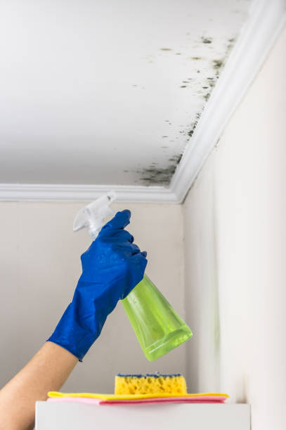 Best Mold Inspection  in Florissant, MO